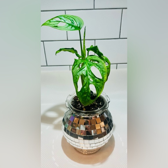 Disco / Bubble Planter / Fish Bowl Pot - Picture 2 of 16